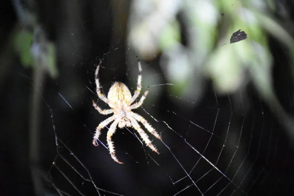 Kendi Web Ortasında Örümcek — Stok fotoğraf