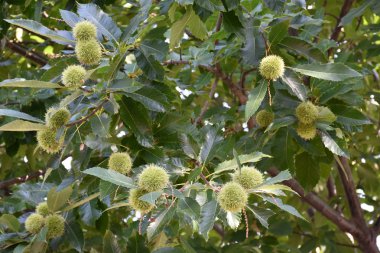 Kestanenin yeşil meyvesi,