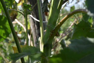 yeşil kurbağa yakın çekim 
