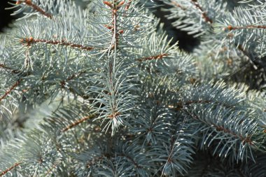 çam dalları yakın çekim 