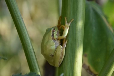 yeşil kurbağa yakın çekim 