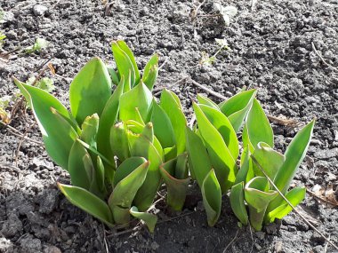 Manzaranın arka planında güzel çiçekler,
