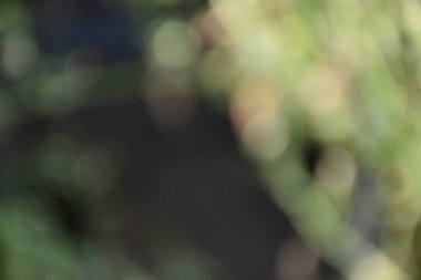 güzel yeşil arkaplan ve çimen ve bitki