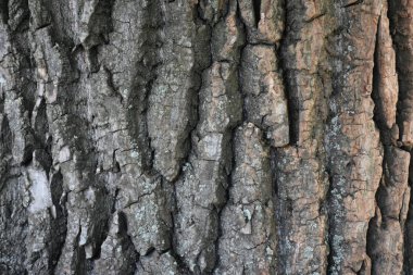  taş zemin ve çimento ve doku ve tuğla