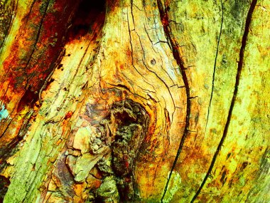 Ağaç kabuğu dokusu kapat 