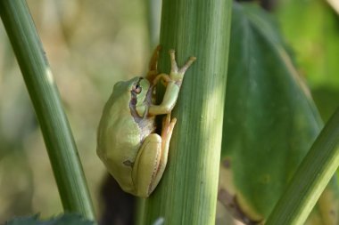 yeşil kurbağa yakın çekim 