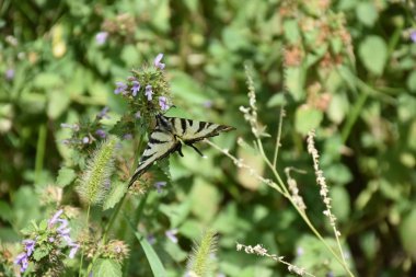 Bir bitkinin üzerinde oturan güzel kelebek