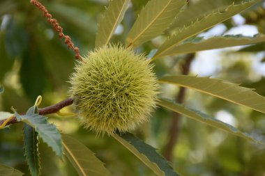 Kestanenin yeşil meyvesi,