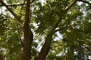 Yaz bitkileri, ağaç dalları ve yapraklar, yaz yaprakları. 