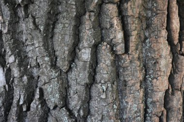  taş zemin ve çimento ve doku ve tuğla