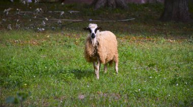 Koyun otlatma yakın çekim 