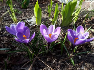 Manzaranın arka planında güzel çiçekler,