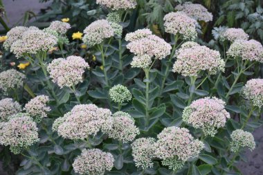 çiçek yatağında güzel çiçekler 