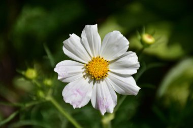 Çayırdaki çimlerde papatyalar,