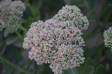 çiçek yatağında güzel çiçekler 