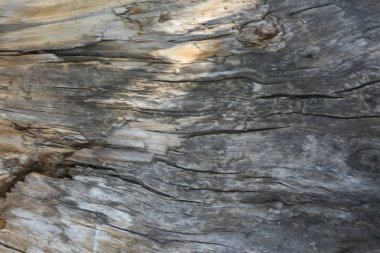 güzel ahşap arkaplan ve doku