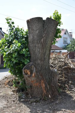 Eski geniş testereli ağacın detaylı görünümü
