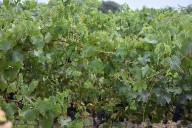 güzel yeşil arkaplan ve çimen ve bitki