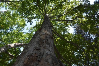 Orman ve ağaçların gündüz çekimi