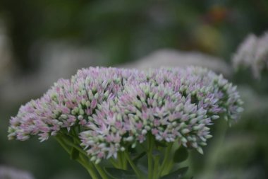 çiçek yatağında güzel çiçekler 