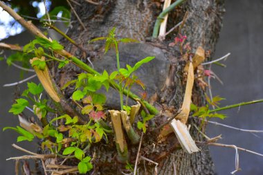 Kesilmiş ağaç gövdesi ve genç dallar.