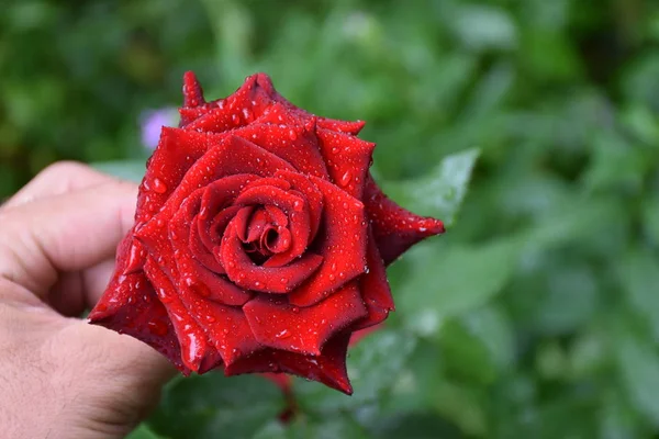 Uma Bela Rosa Rosa Folhas Verdes — Fotografia de Stock