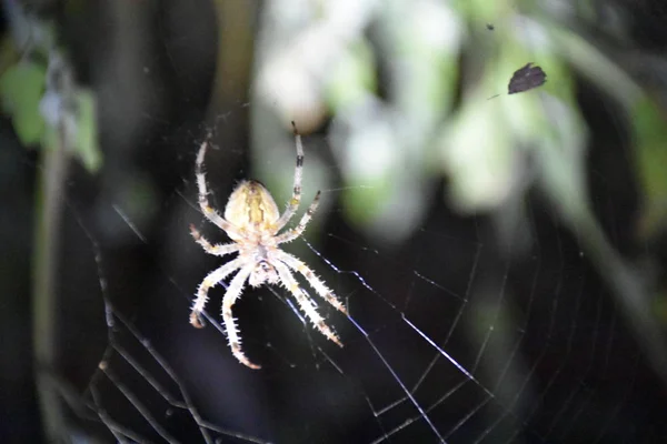 Aranha Meio Sua Própria Teia — Fotografia de Stock