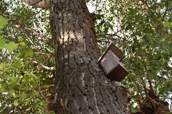 Wooden Birdhouse Birds Tree — Stock Photo, Image