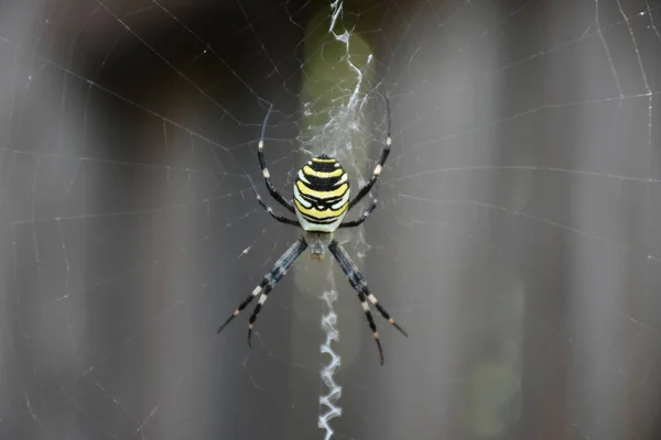 Aranha Meio Sua Própria Teia — Fotografia de Stock