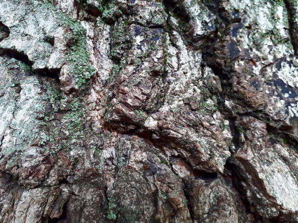 Hermoso Fondo Textura Hermosa — Foto de Stock