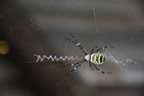 Spider Middle His Own Web — Stock Photo, Image