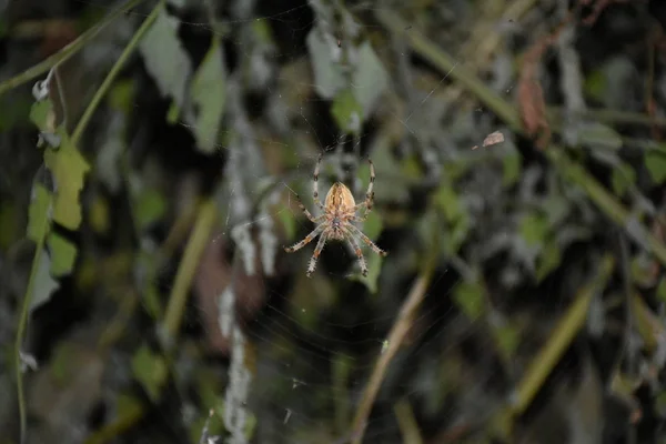 Araña Medio Propia Tela — Foto de Stock