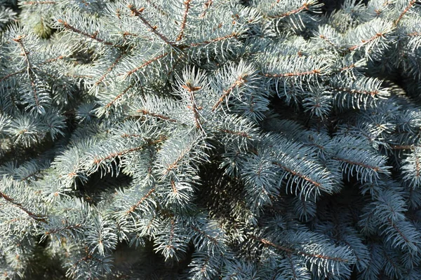 Fir Branches Close — Stock Photo, Image