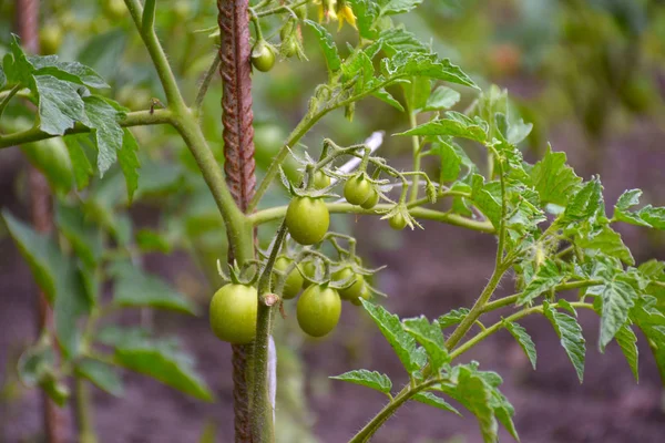 Closeup Tomatoes Ripening Backyard — Zdjęcie stockowe
