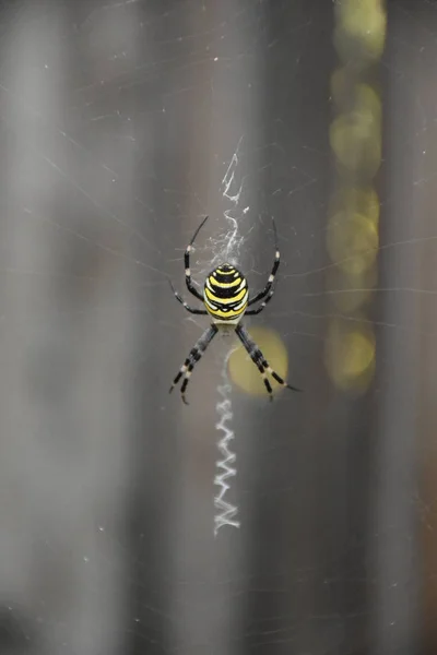 Araña Medio Propia Tela — Foto de Stock