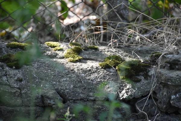 Closeup Green Moss Stones Nature Shot —  Fotos de Stock