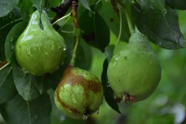 Closeup View Ripening Pears Tree — Fotografia de Stock