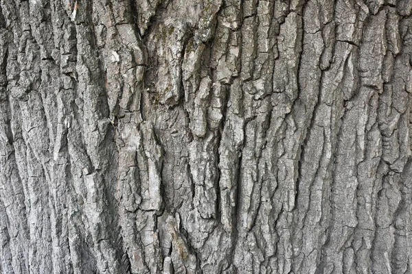 Stenen Ondergrond Cement Textuur Baksteen — Stockfoto