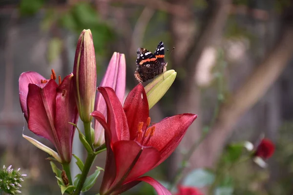 Borboleta Uma Flor — Fotografia de Stock