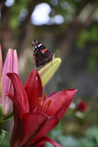 Vlinder Een Bloem — Stockfoto