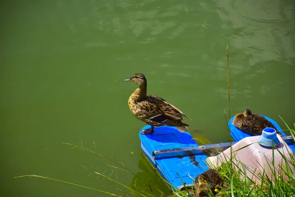 Two Wild Ducks Perching Boat Green River Background — 스톡 사진