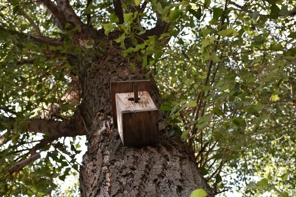 Drewniany Domek Dla Ptaków Drzewie — Zdjęcie stockowe
