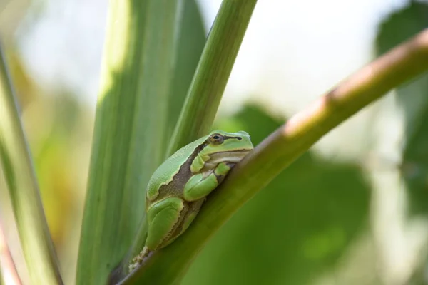 Πράσινο Βάτραχο Από Κοντά — Φωτογραφία Αρχείου