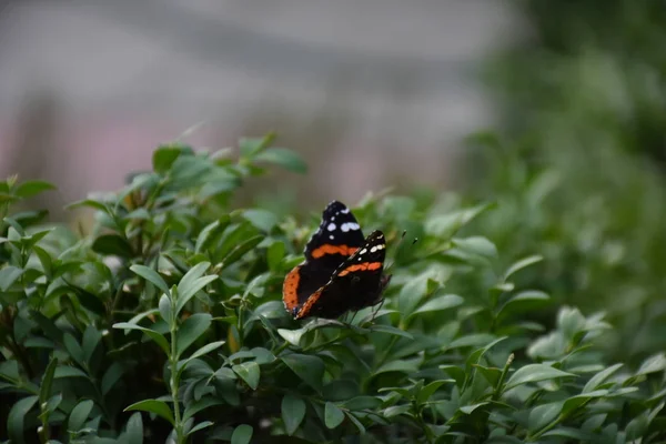 Bela Borboleta Sentado Uma Planta — Fotografia de Stock