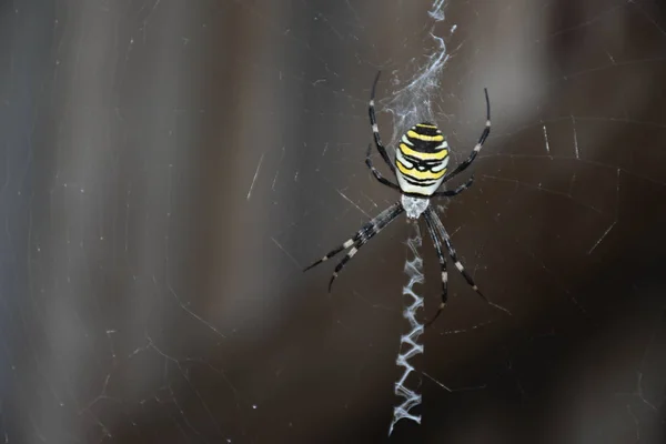 Spinne Der Mitte Seines Eigenen Netzes — Stockfoto