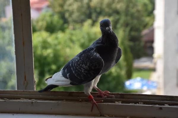 Taube Sitzt Auf Dem Fenster — Stockfoto