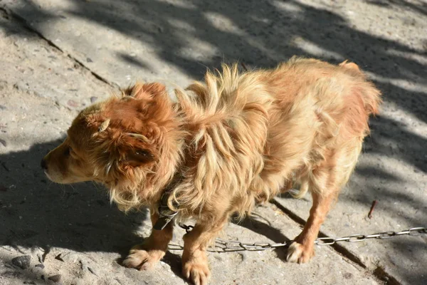 Velho Vermelho Cão — Fotografia de Stock