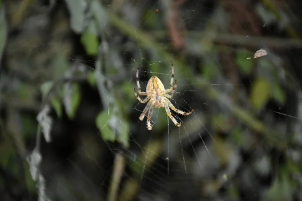 Araña Medio Propia Tela — Foto de Stock