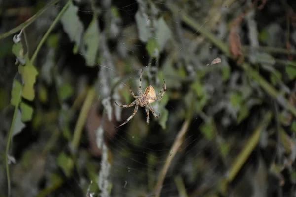 Spinne Der Mitte Seines Eigenen Netzes — Stockfoto