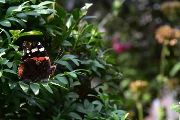 Beau Papillon Gros Plan — Photo